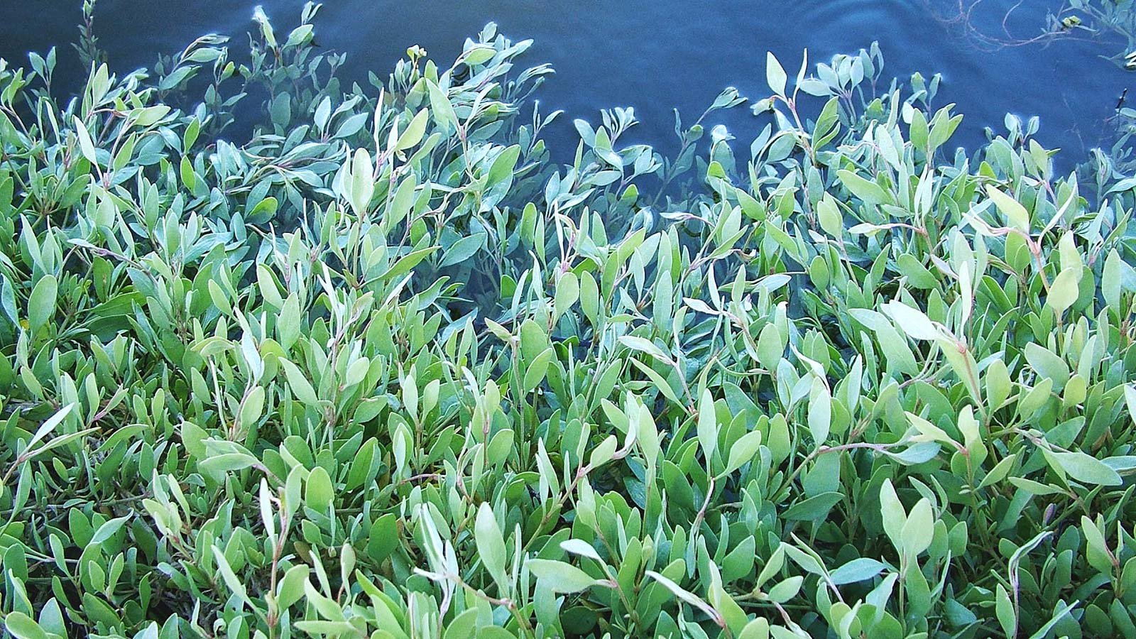 Plantas halófitas: já conheces o trabalho da Márcia? - Kitchen Dates