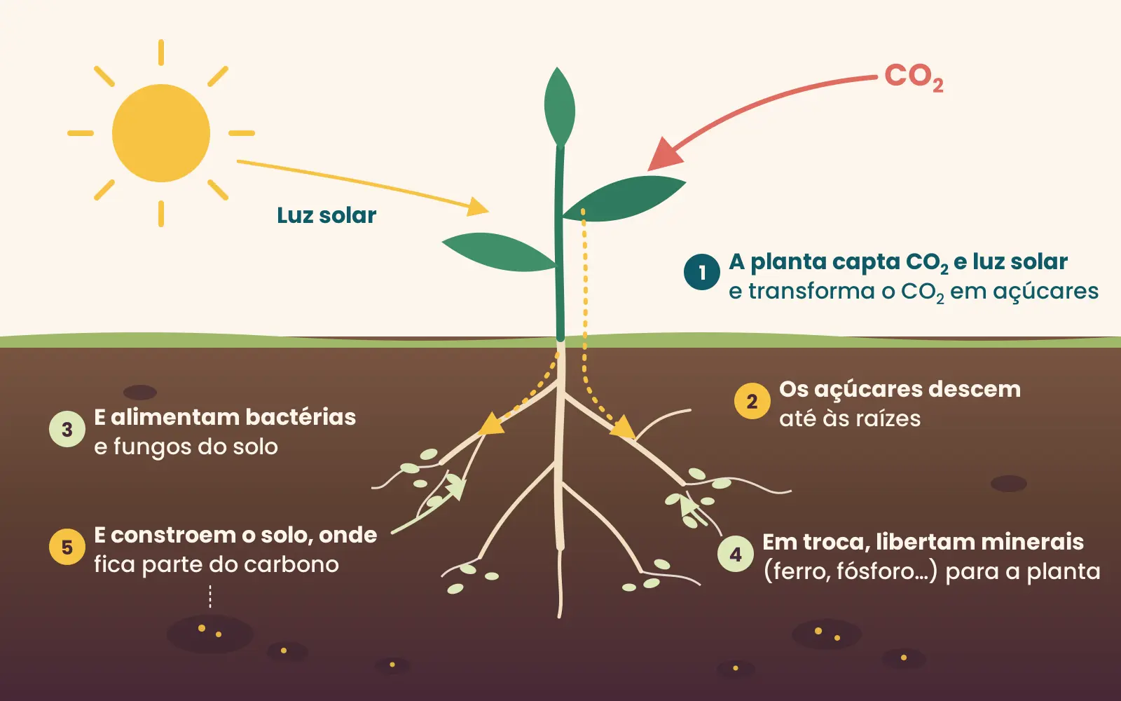 Esquema do ciclo do carbono no solo: a planta capta CO2 e luz solar, os açúcares descem até às raízes e alimentam bactérias e fungos, que libertam minerais para a planta e ajudam a guardar carbono no solo